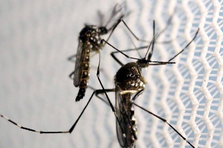 Aedes aegypti: quase metade dos municípios está em alerta ou risco