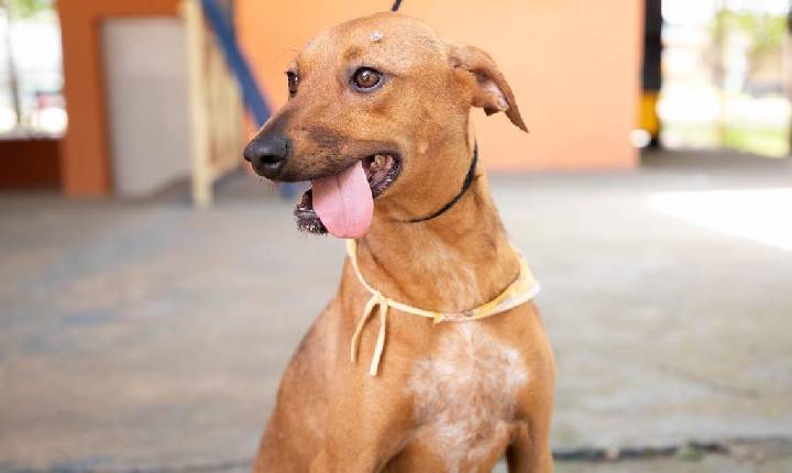 Agosto terá feiras de adoção de pets em diversos pontos de Barueri e região, com início no dia 1