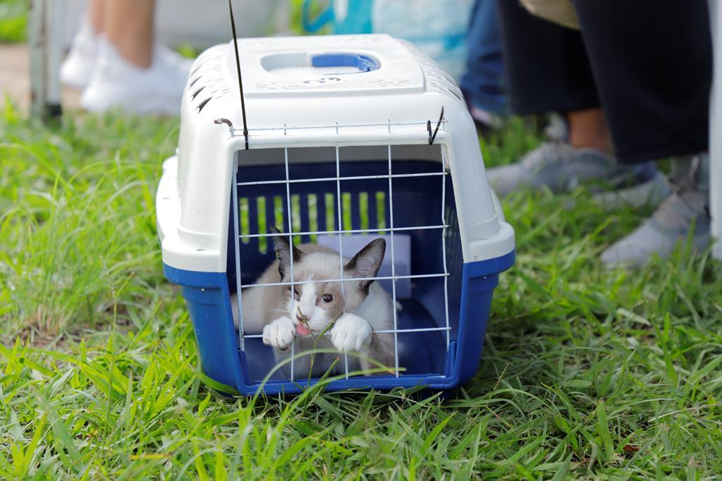 Prefeitura de Barueri abre agendamento de castração para cães e gatos em agosto