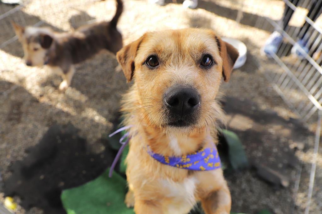 Agendamento para castração de pets abre nesta quarta-feira, dia 1
