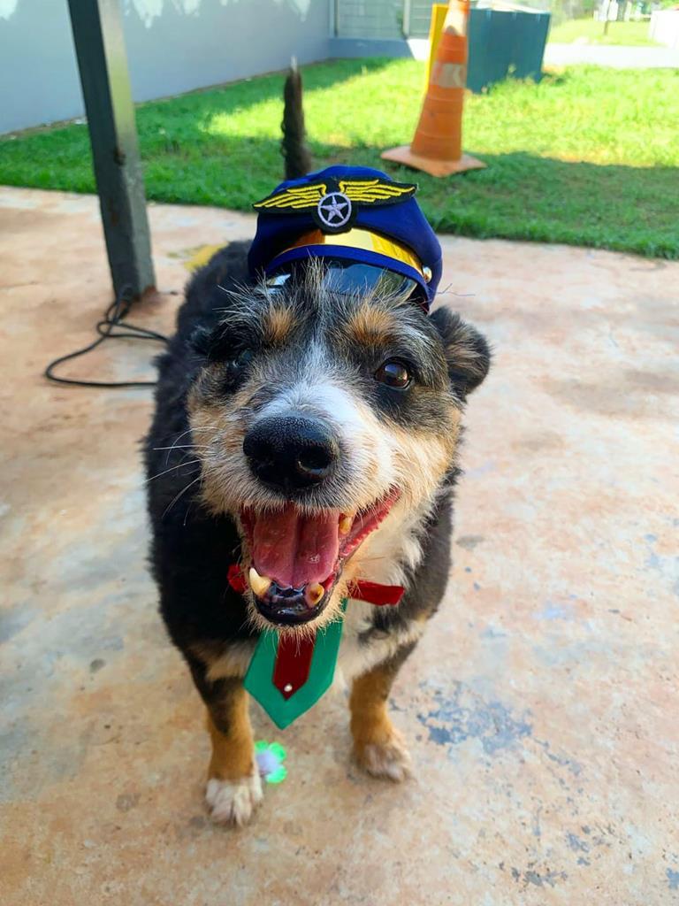 Feiras de adoção de pets retornam a partir do dia 03 de setembro