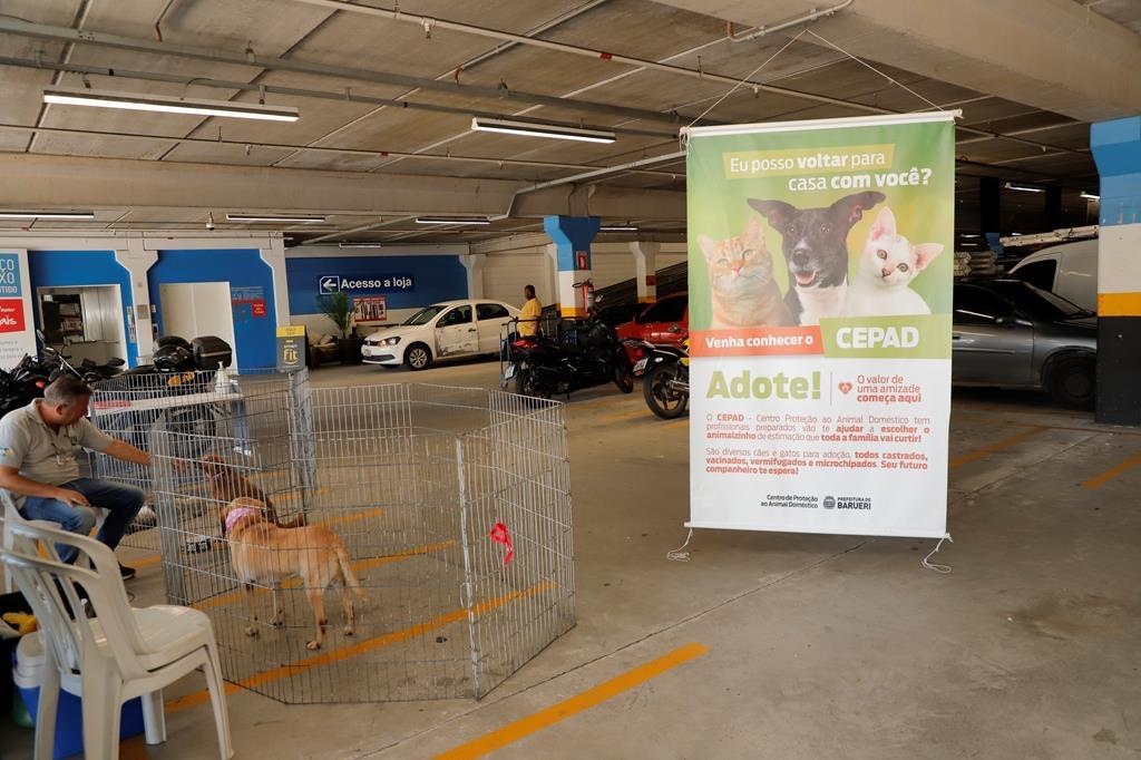 Feiras de adoção de pets de novembro começam neste sábado