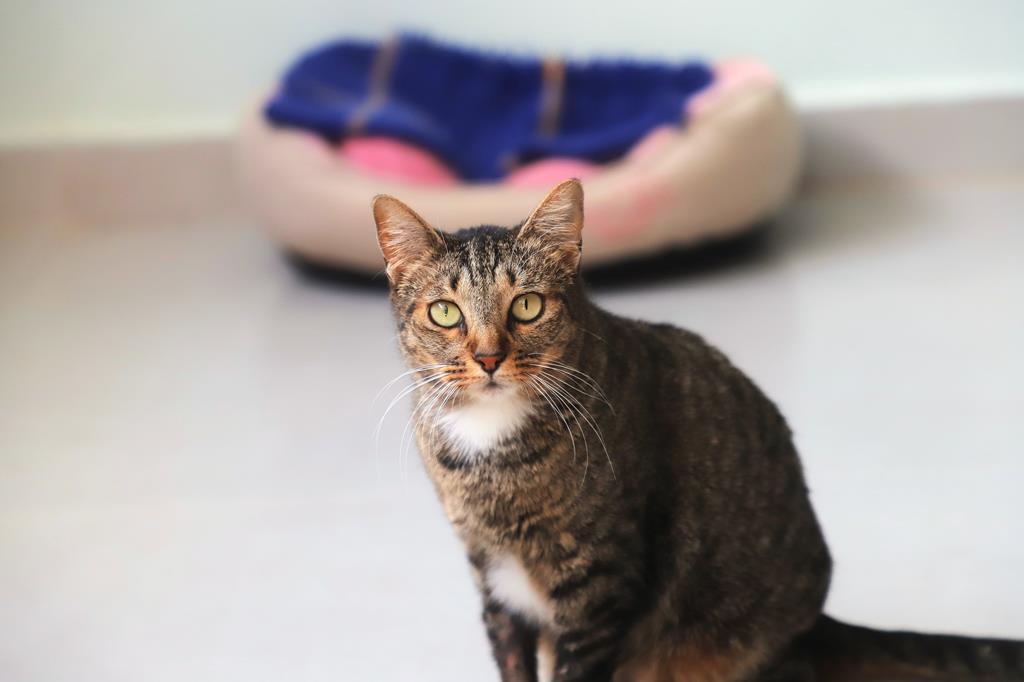 Maus-tratos a animais: Barueri orienta como denunciar